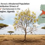 Evaluating morpho-physio-biochemical and performance of six commercial potato cultivars under a semi-arid agroecosystem